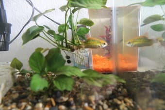 Amazing Fish Tank or Fish or Both (FREE) 1