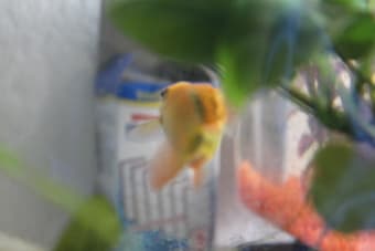 Amazing Fish Tank or Fish or Both (FREE) 2