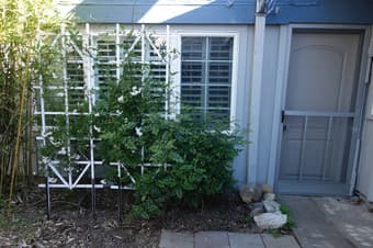 $1250 Studio in Cupertino near Apple, Sunnyvale and Cupertino Downtown 1