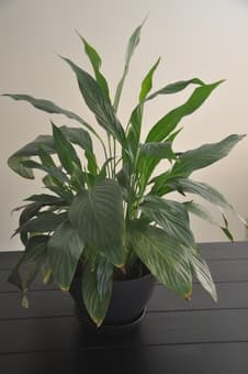 real living indoor plants $15 1