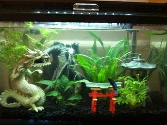 10 Gallon Fish Tanks/Aquariums - $60 1