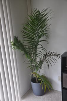 real living indoor plants $20 1