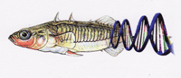 Lab technician needed in Dev Bio this summer 1
