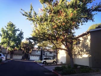 短租Townhouse里的主卧，可用于8/28－9/20，Santa Clara 1