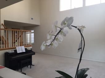 Cupertino Private Room+Bathroom 1500$/month 1