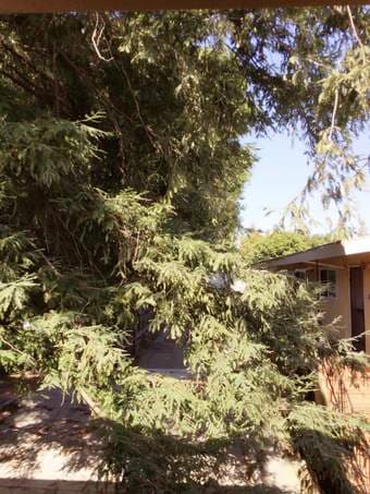 Mountain View Downtown: $850  Room shared : 2b/1b 3