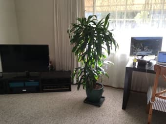 Indoor house plant - $60 OBO 2