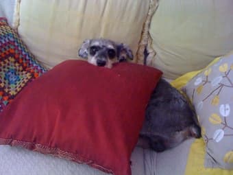 Dog Sitting? 2