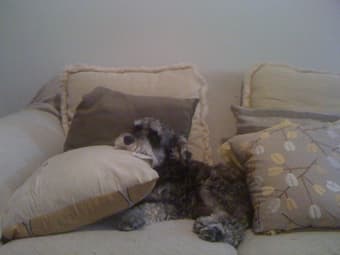 Dog Sitting? 3