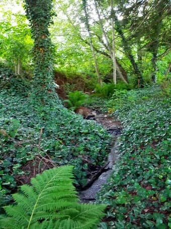 Nature Sanctuary with available gardening and horse facilities 1