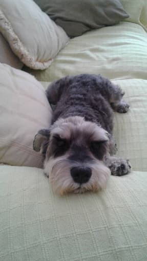 Couple + Small, cute and trained dog searching for 1 Bedroom 3
