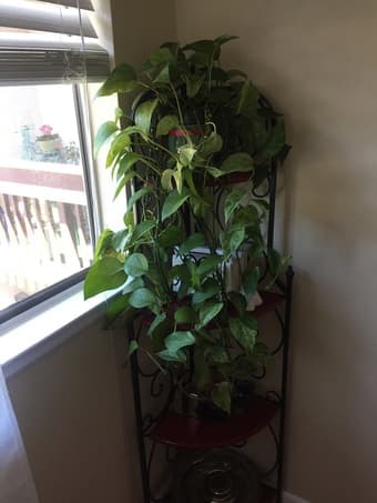 Beautiful Wood and Metal Corner Book/Plant/Display Shelf - $60 OBO 1