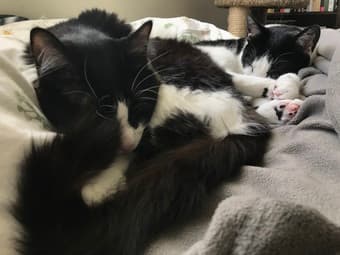 Private bedroom in Mountain View available Aug 1 3