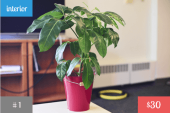 Plants! <Part 1> 1