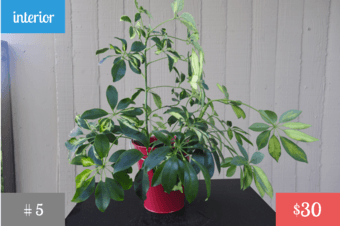 Plants! <Part 2> 1