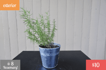 Plants! <Part 2> 2