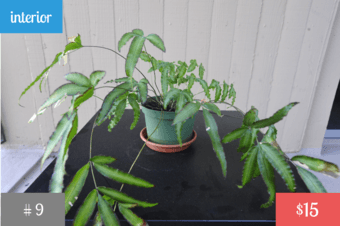 Plants! <Part 3> 1