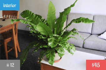 Plants! <Part 4> 1