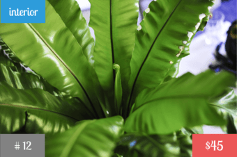 Plants! <Part 4> 2