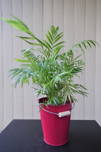 PLANTS + VASES 2