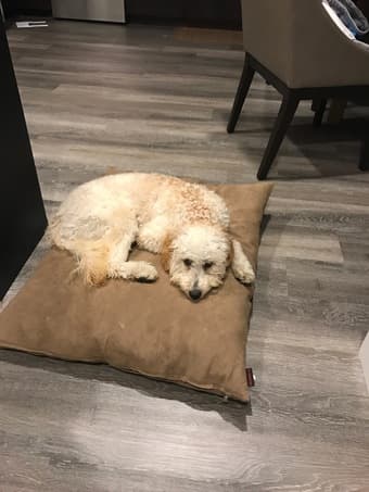 Dog bed 1