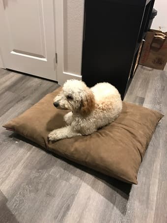Dog bed 2