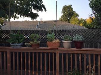 Potted plants and pots 2