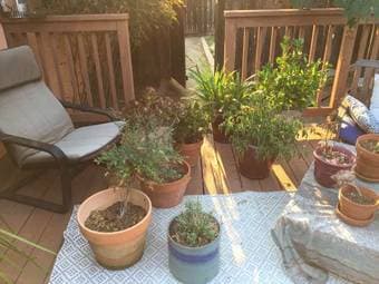 Potted plants and small/large empty pots 1