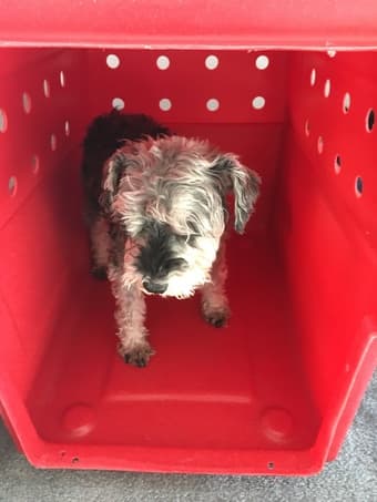Almost new dog kennel intermediary size approved by airline companies 1
