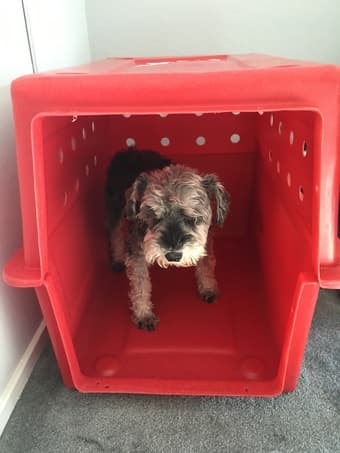Almost new dog kennel intermediary size approved by airline companies 3