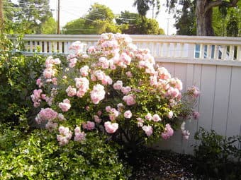 $1500 Furnished small studio in Palo Alto from rent from 4/1/2018 1