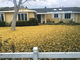 UPSCALE HOUSE SHARE IN NORTHERN LOS ALTOS FOR 2 PEOPLE (3 BR/2.5BA) 1