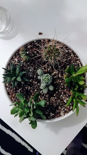 Succulent Garden 2