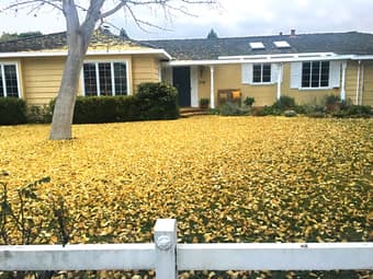 UPSCALE HOUSE SHARE IN NORTHERN LOS ALTOS FOR 1 PERSON (3 BR/2.5BA) 1
