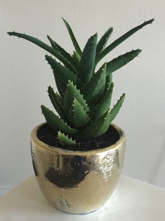 Real T-Rex Aloe in Anthropologie Pot 1