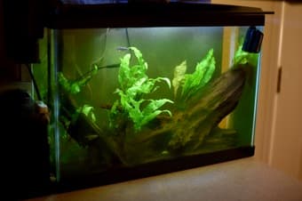 fish tank + ALL equipment + fish + shrimp 1