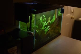 fish tank + ALL equipment + fish + shrimp 3
