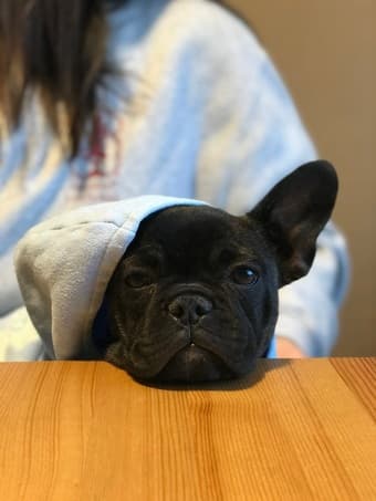 Looking for Regular Dog Walker/Sitter 2