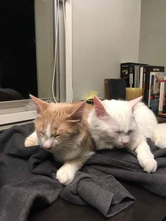 Two adorable young cats need a new home 1