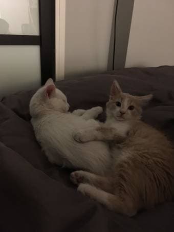 Two adorable young cats need a new home 2