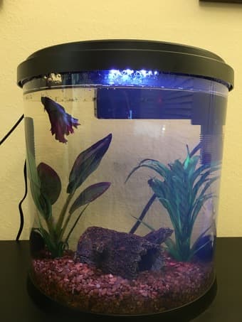 Fish with tank and all accessories! 1