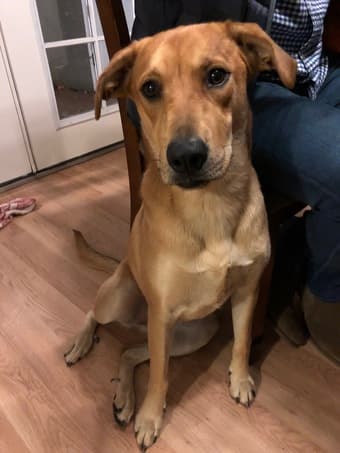 Room in cute Belmont house available 1/1/19 - Must Love Dogs! 1