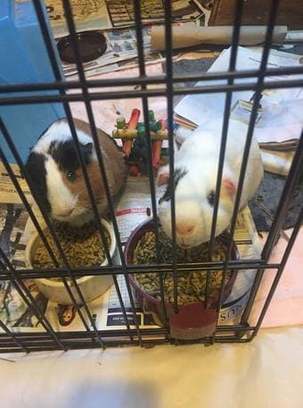 Looking for new home for 2 guinea pigs 1