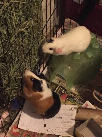 Looking for new home for 2 guinea pigs 3