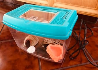 Hermit Crab Tank + Heating Pad and Accessories 2