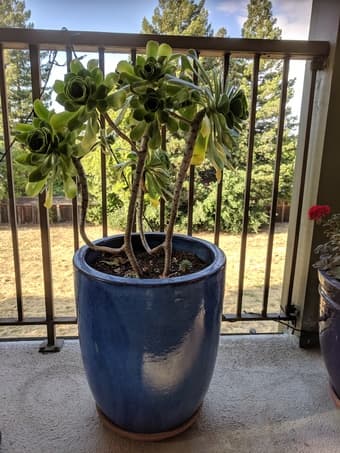 Potted succulents 1
