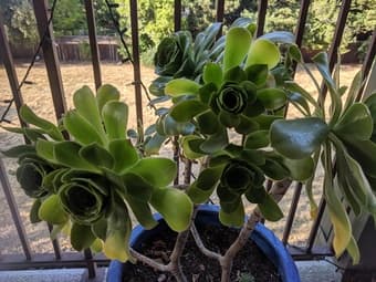 Potted succulents 2