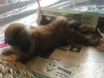 Small Animals Cage Tent 1