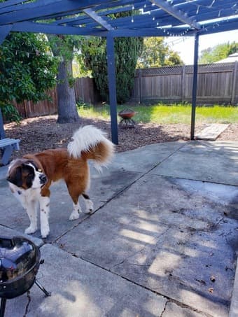 Room for rent in 4BR/2BA home (Move in by Dec 1st) 3