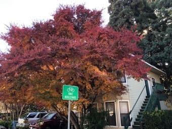 Bedroom in Downtown Palo Alto Available Now 2